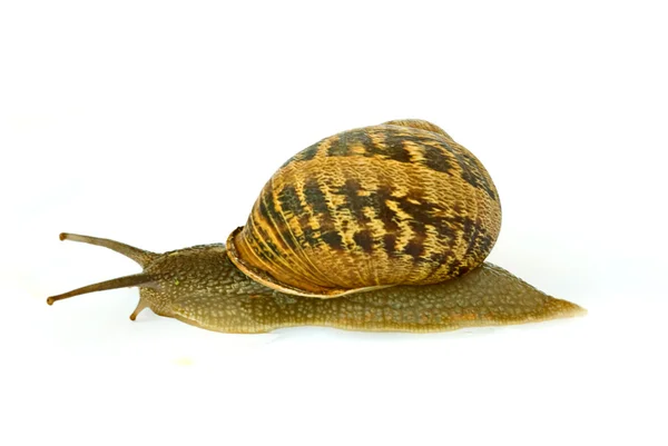 勃艮第 (罗马) 蜗牛的特写 — 图库照片