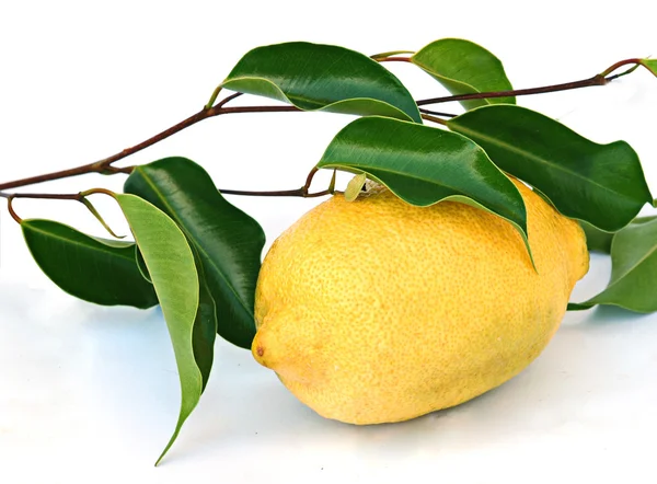 Limão em folhas no fundo branco — Fotografia de Stock