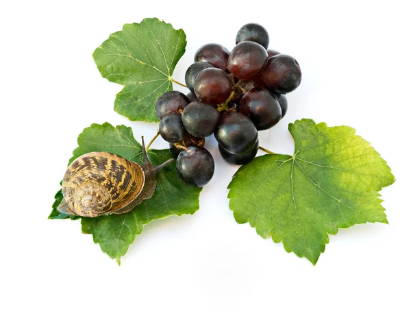 Bordowy ślimak Grapevine — Zdjęcie stockowe