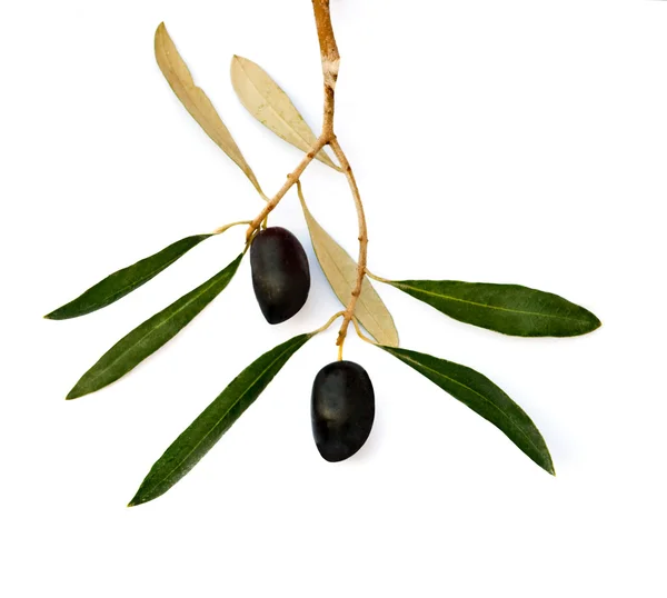 Olive fruits — Stock Photo, Image