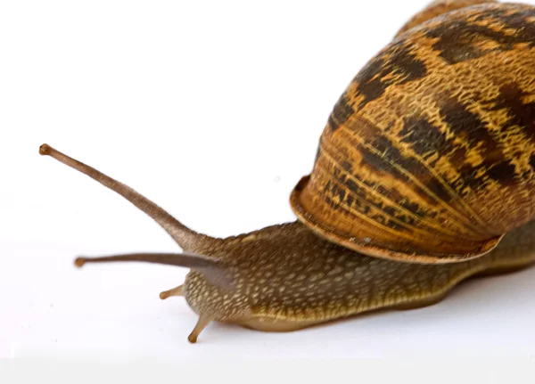 Clsoe up of Burgundy (Roman) snail — Stock Photo, Image