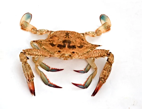 Crabe nageur bleu — Photo