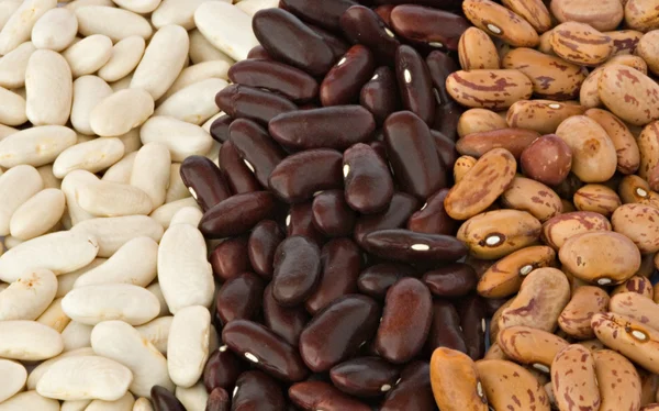 stock image Different kidney beans