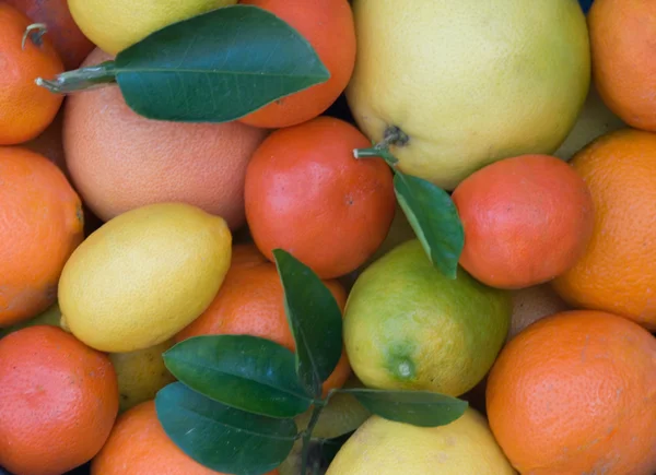 Мандарины, грейпфруты и лимоны — стоковое фото