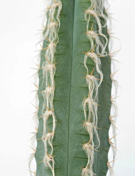 stock image Cactus isolated on white background