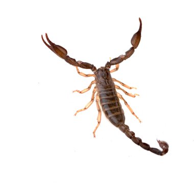 Scorpion closeup clipart