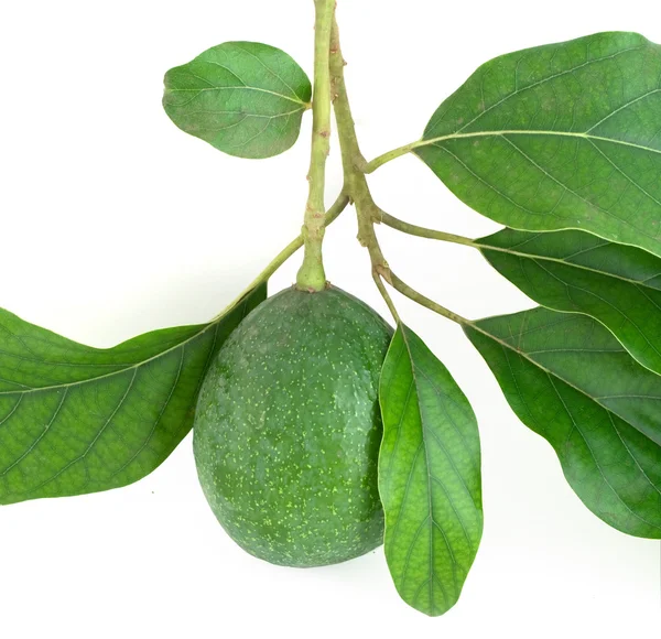 Stock image Branch of avocado