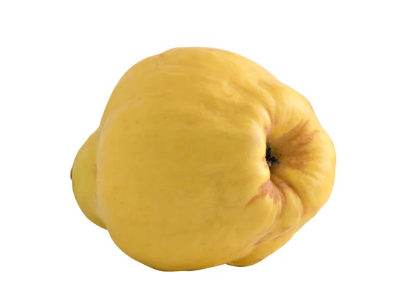 Quince (golden apple) on white backgrou — Stock Photo, Image