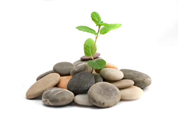 A sprout growing from pebbles — Stock Photo, Image