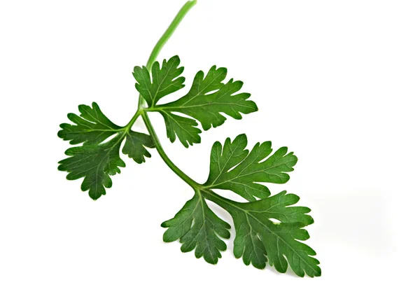 Parsley leaf on white background — Stock Photo, Image