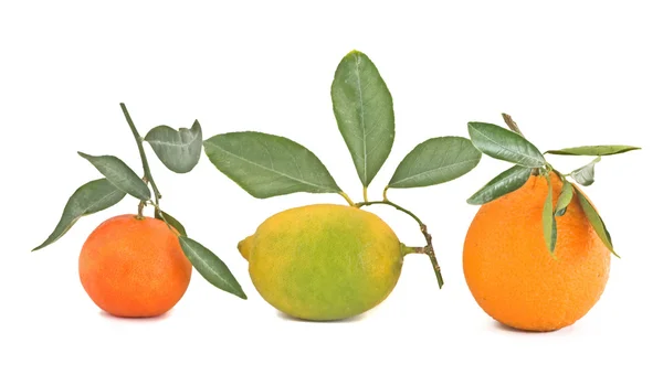 Citron, mandarin och apelsin — Stockfoto