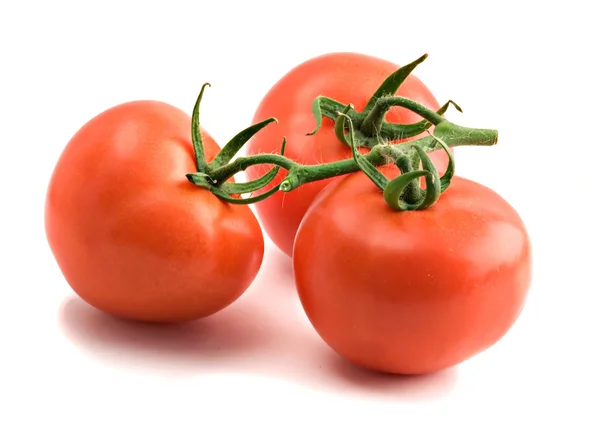 Detail pobočky rajčat — Stock fotografie