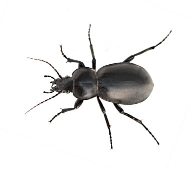 Ground beetle clipart