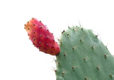 Opuntia with ripe fruits clipart