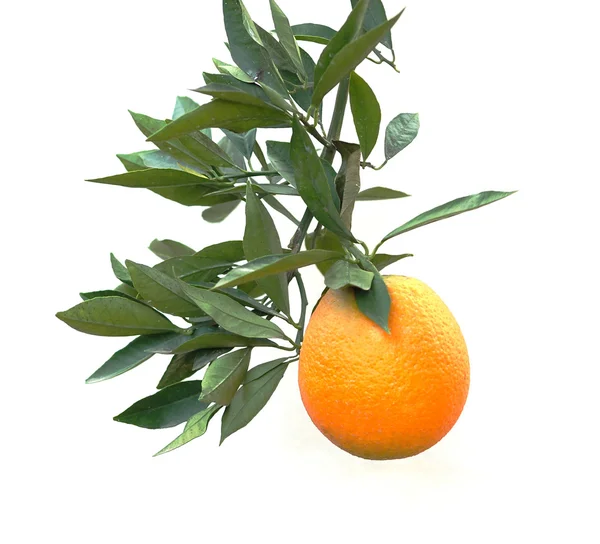 Una rama con naranja madura — Foto de Stock