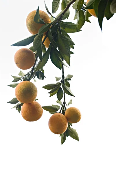 A branch with ripe oranges — Stock Photo, Image
