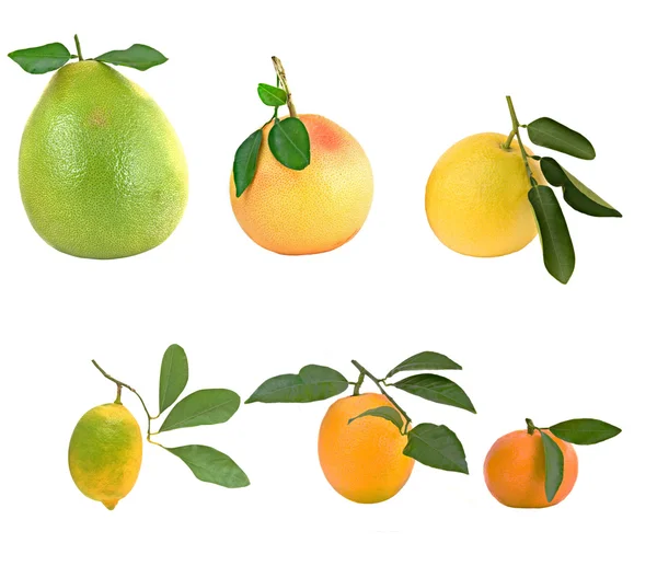 Pamelo, tangerines, grapefruits — Stock Photo, Image