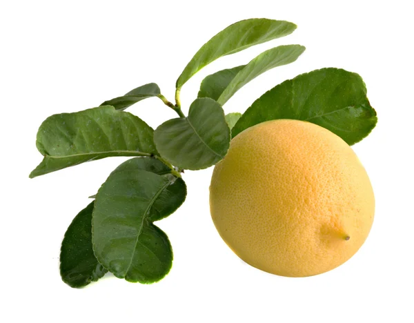 Arka planda izole limon — Stok fotoğraf