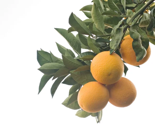 Bir dal olgun portakal ile — Stok fotoğraf
