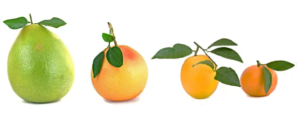 Pamelo, мандарини, грейпфрути — стокове фото