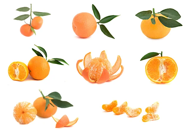 Olika sorter av tangeriner — Stockfoto