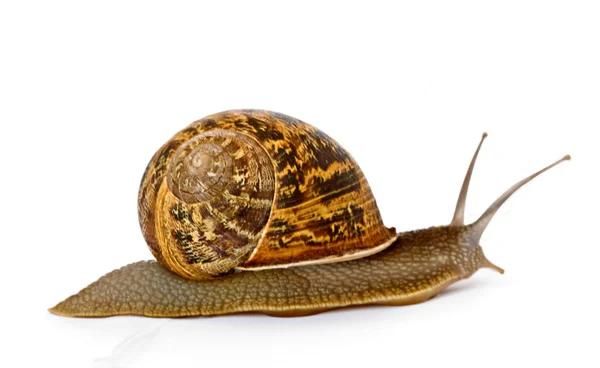 Close up of Burgundy snail — Stock Photo, Image