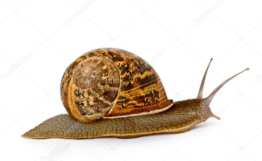 Close up of Burgundy snail