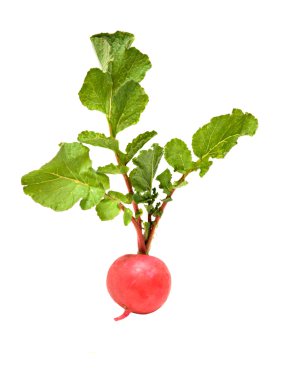 Radish isolated on white background clipart