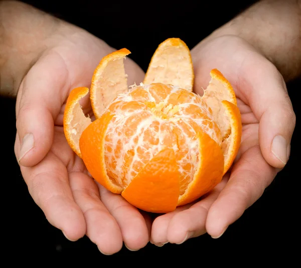 Hände, die Mandarine halten — Stockfoto