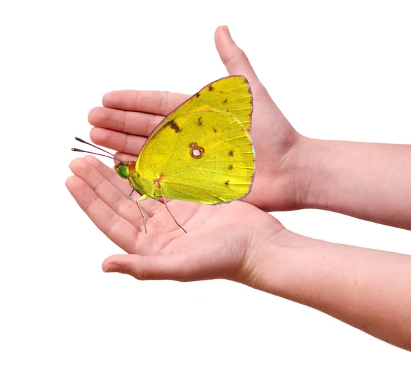 Motýl v rukou — Stock fotografie
