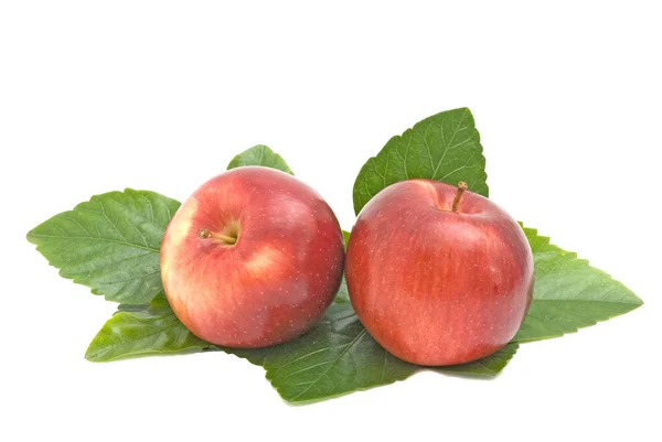 Two red apples on leaves — Stock Photo, Image