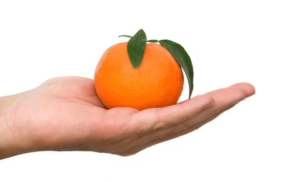 Mão segurando tangerina — Fotografia de Stock