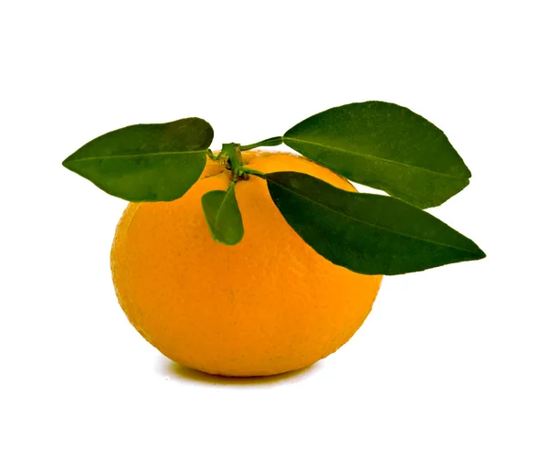 Tangerine isloated on white background — Stock Photo, Image