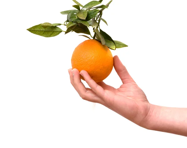 Boyl's hand med tangerine — Stockfoto
