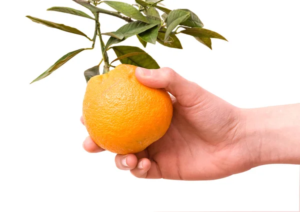 Girl's hand with tangerine — Stock Photo, Image