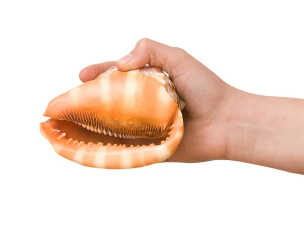 Girl's hand holding a seashell — Stock Photo, Image