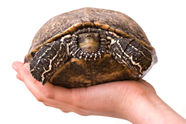 Dziewczynkę za rękę z żółwiem — Zdjęcie stockowe