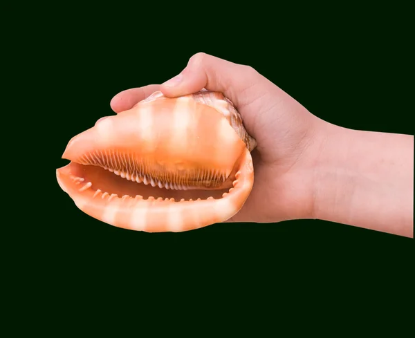Girl's hand holding a seashell — Stock Photo, Image