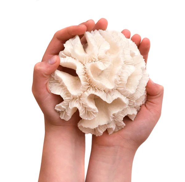 Mãos de menina segurando corall — Fotografia de Stock