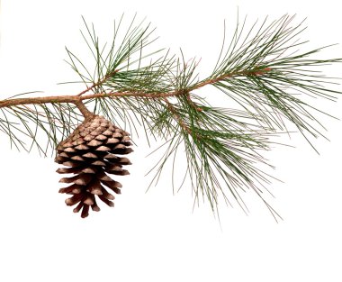 Pine branch with cone clipart