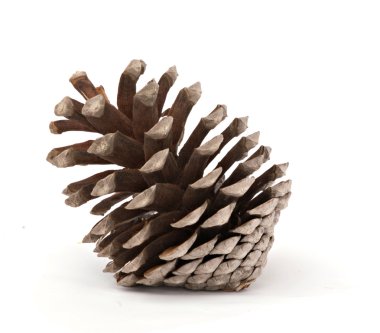 A mature pine cone clipart