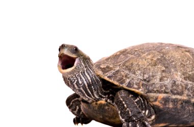 Turtle with open mouth clipart
