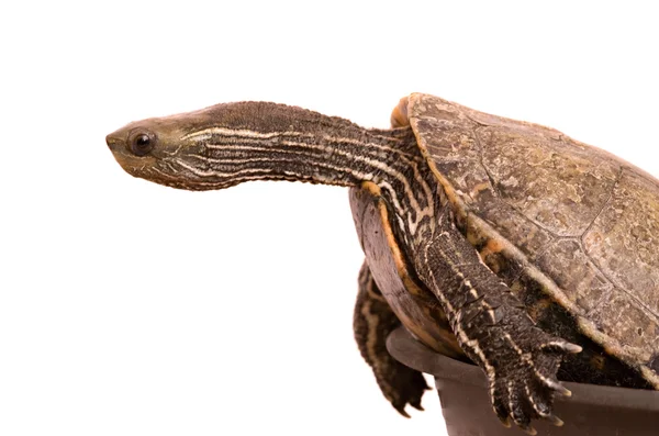 Каспийская черепаха — стоковое фото