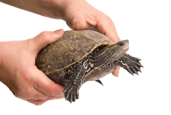 stock image Caspian turtle