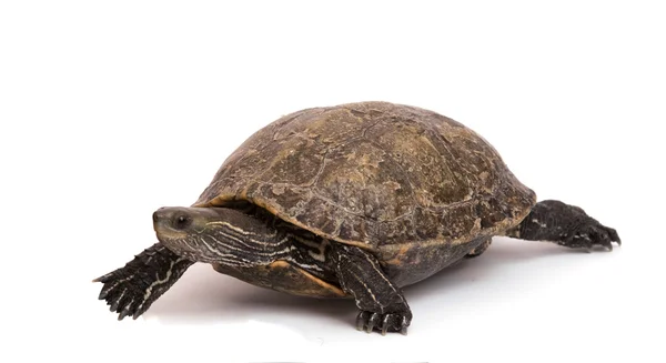 Ходьба каспійська черепаха — стокове фото