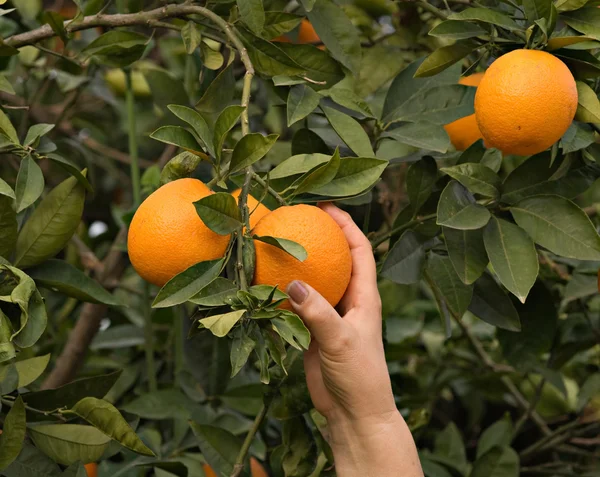 Branch with ripe oranges — Stock Photo, Image