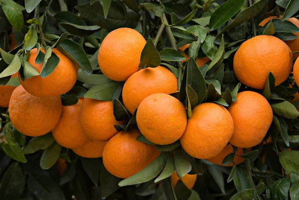 Branches with ripe tangerines — Stock Photo, Image