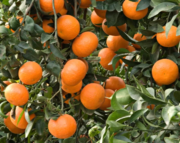 Branches aux mandarines mûres — Photo
