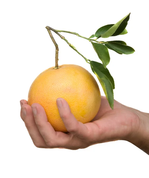 Рука держит грейпфрут — стоковое фото
