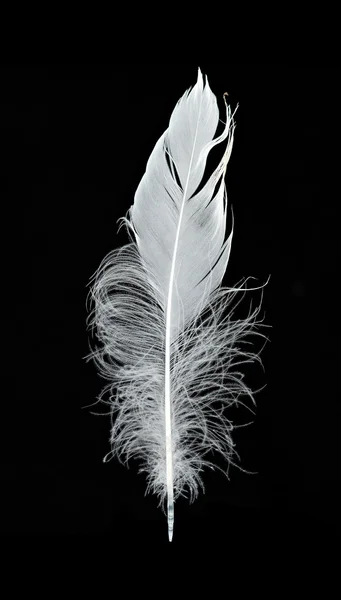 Primer plano de pluma blanca — Foto de Stock